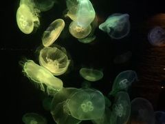 -悉尼海洋生物水族馆