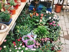 -本溪路花鸟市场(江浦路1709弄小区店)