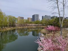 -大兴滨河森林公园