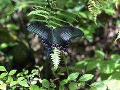 -祁门牯牛降观音堂风景区