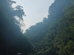 -芦沟竹海