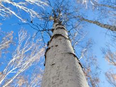 -乌兰布统景区-白桦林