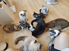 -有喵·猫咖·狗咖·30几只猫10只小狗(岗厦店)
