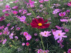 -洪湖湿地生态园