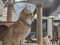 -Let's go狗咖·猫咖·奶狗·桌游(春熙路IFS店)