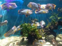 -沙沙哗啦海洋馆(华宇百花谷店)