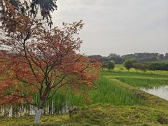 -良渚古城遗址公园