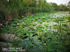 -天津东丽湖风景区