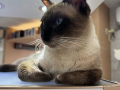 -喵园·猫主题咖啡厅·撸猫·猫咖(国贸店)