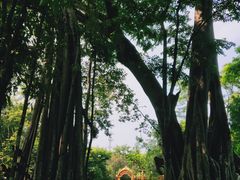 -瑞丽独树成林风景区