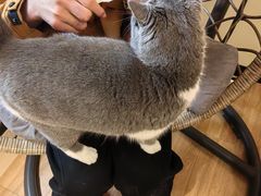 -滚猫咖啡·猫咖·猫友好撸猫(未来城店)