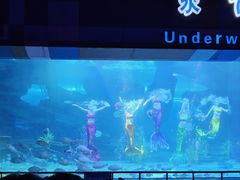 -泉城欧乐堡海洋极地世界