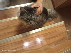-MOCHA明星猫咖(田子坊店)