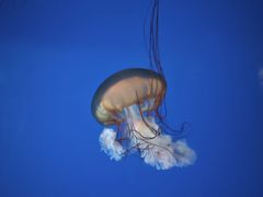 -太平洋海底世界