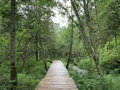 -五营红松林海景区