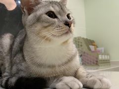 -艾贝尔宠物医院·24H转诊中心·肿瘤猫专科(江宁双龙店)