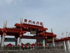 -曹州牡丹园