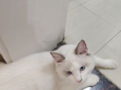 -宠颐生宠物医院·心肾内科·猫专科诊疗中心宠巢店