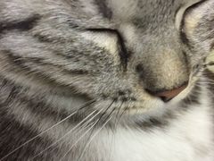 -达爱动物医院·犬猫分区·CT·复杂眼科(远洋山水分院)