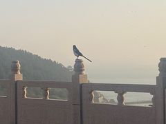 -青岛崂山太清宫