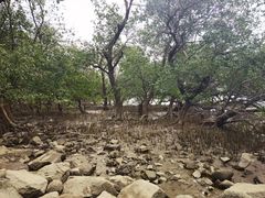 -宝安西湾红树林湿地公园