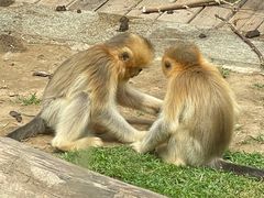 -大连森林动物园