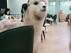 -遇见羊驼·奶狗咖·布偶猫咖·法斗柯基柴犬阿拉斯加(春熙路太古里IFS店)