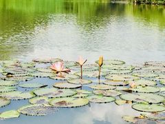 -西双版纳原始森林公园