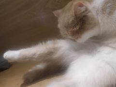 -滚猫咖啡·猫咖·猫友好撸猫(未来城店)