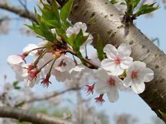 -上海共青森林公园