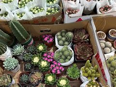 -循礼门鲜花花市(武汉循礼门店)