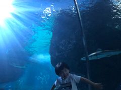 -暹罗海洋世界