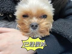 -伟伟宠物医院·CT影像中心·瑞派犬猫综合性门诊(汉口总院)