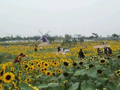 -金卉庄园