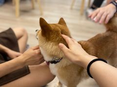 -柴迷FANS CLUB·柴犬狗咖·猫咖