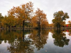 -金塔沙漠胡杨林景区