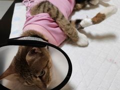 -派特宠物医院(圆融广场店)