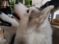 -Husky Go! 哈士奇体验馆·宠物咖啡厅狗咖