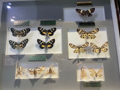 -上海昆虫博物馆