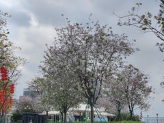 -洲头咀公园