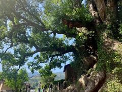 -杨家堂村