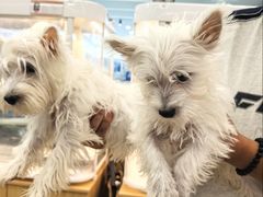 -翊宠yipet猫狗购宠庄园犬舍•猫舍