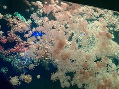 -珠海长隆海洋王国