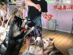 -Husky Go! 哈士奇体验馆·宠物咖啡厅狗咖