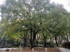 -徐家汇源景区-衡山公园