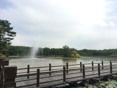 -大湾区中央湿地公园