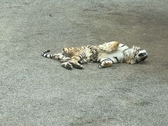 -大连森林动物园