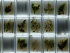 -广东中医药博物馆