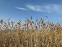 -野鸭湖国家湿地公园