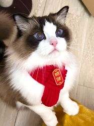 -Hair Code芭曲发型